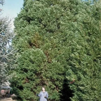 thumbnail for publication: x Hesperotropsis leylandii: Leyland Cypress
